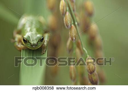 Frog and rice ears View Large Photo Image Stock Photo - Frog and rice ears. Fotosearch