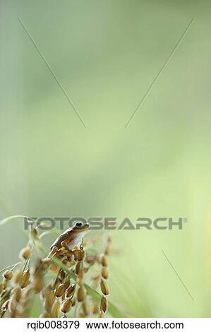 Frog and rice ears View Large Photo Image Stock Photo - Frog and rice ears. Fotosearch