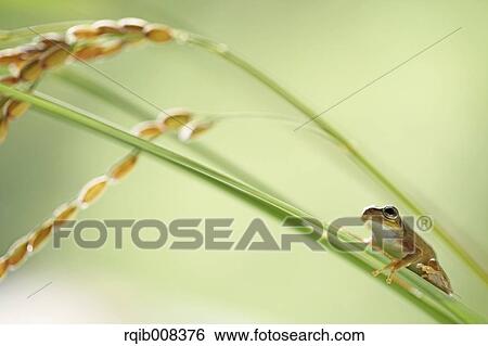 Stock Photograph - Frog and rice ears. Fotosearch
