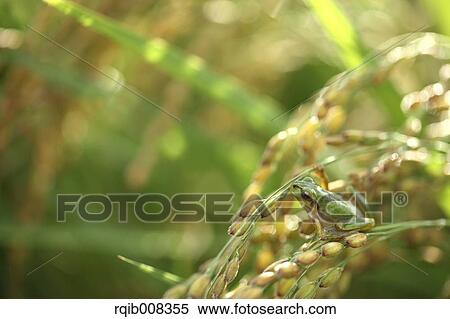 Frog and rice ears View Large Photo Image Stock Photography - Frog and rice ears. Fotosearch