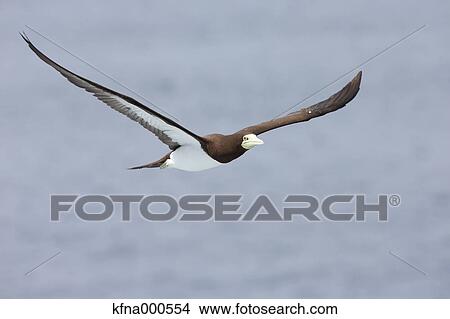 Picture - Gannet. Fotosearch