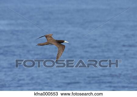 Gannet View Large Photo Image Stock Image - Gannet. Fotosearch