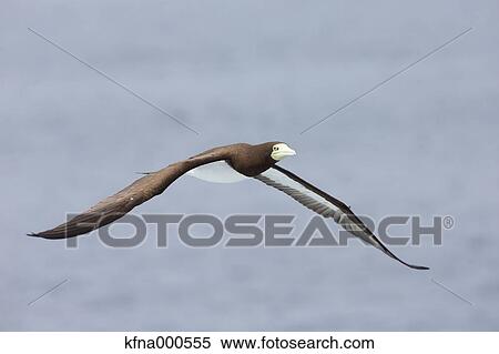 Gannet View Large Photo Image Stock Photography - Gannet. Fotosearch
