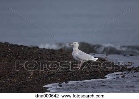 Stock Image - Glaucous Gull. Fotosearch
