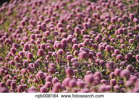 Globe amaranth View Large Photo Image Picture - Globe amaranth. Fotosearch