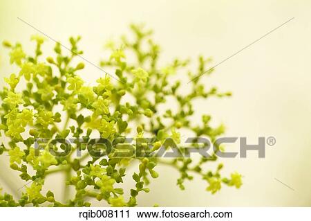 Stock Image - Golden Lace. Fotosearch