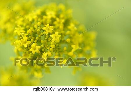 Stock Photo - Golden Lace. Fotosearch