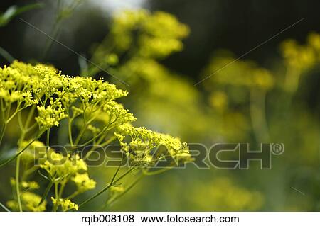 Stock Photo - Golden Lace. Fotosearch