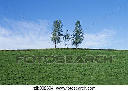 Grassland and sky View Large Photo Image Picture - Grassland and sky. Fotosearch