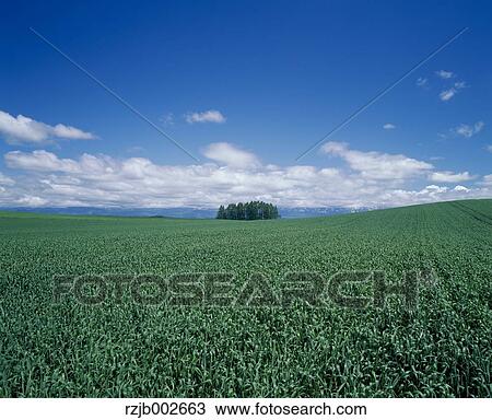 Stock Image - Grassland and sky. Fotosearch