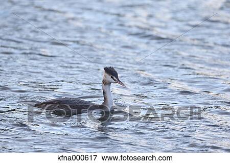 Great Crested Grebe View Large Photo Image Stock Photo - Great Crested Grebe. Fotosearch