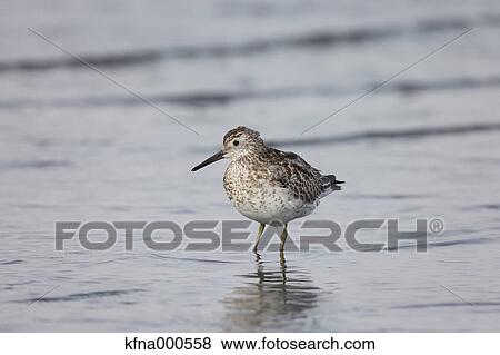 Stock Photo - Great Knot. Fotosearch
