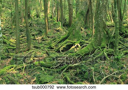Green forest View Large Photo Image Stock Image - Green forest. Fotosearch