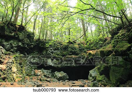 Green forest View Large Photo Image Stock Image - Green forest. Fotosearch