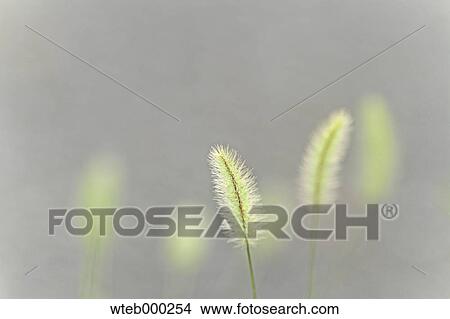 Green Foxtail View Large Photo Image Picture - Green Foxtail. Fotosearch