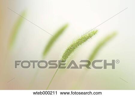 Green Foxtail View Large Photo Image Stock Image - Green Foxtail. Fotosearch