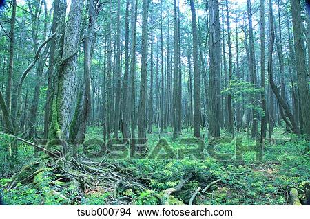 Picture - Green leaves. Fotosearch