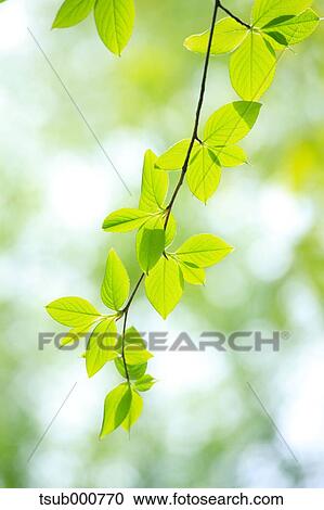 Stock Image - Green leaves. Fotosearch