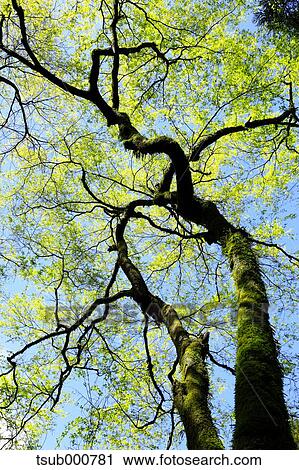 Stock Image - Green leaves. Fotosearch