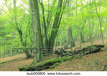 Stock Image - Green leaves. Fotosearch