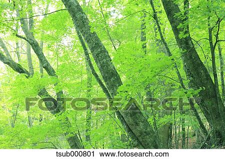 Stock Image - Green leaves. Fotosearch