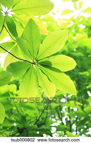 Green leaves View Large Photo Image Stock Image - Green leaves. Fotosearch