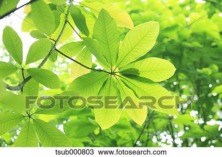 Stock Image - Green leaves. Fotosearch