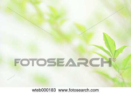 Green leaves View Large Photo Image Stock Image - Green leaves. Fotosearch