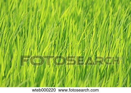 Stock Image - Green leaves. Fotosearch