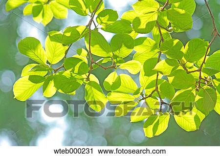 Stock Image - Green leaves. Fotosearch