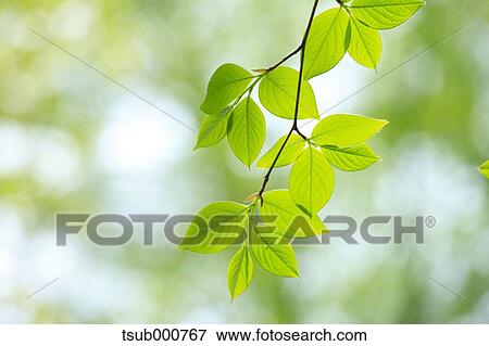 Green leaves View Large Photo Image Stock Photo - Green leaves. Fotosearch