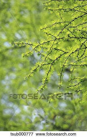 Green leaves View Large Photo Image Stock Photo - Green leaves. Fotosearch