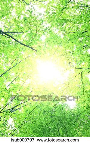 Stock Photo - Green leaves. Fotosearch