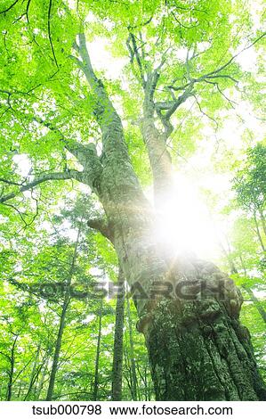 Stock Photo - Green leaves. Fotosearch