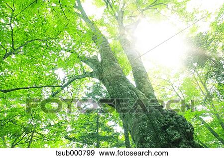 Stock Photo - Green leaves. Fotosearch
