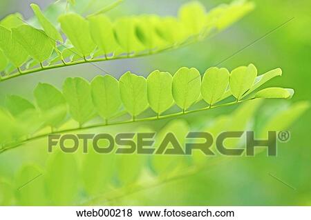 Stock Photo - Green leaves. Fotosearch