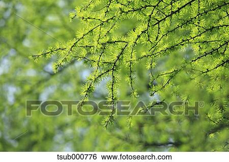 Stock Photograph - Green leaves. Fotosearch