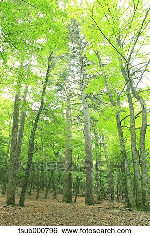 Stock Photograph - Green leaves. Fotosearch