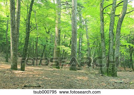 Stock Photography - Green leaves. Fotosearch