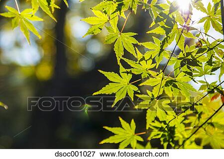 Green maple leaves View Large Photo Image Stock Photo - Green maple leaves. Fotosearch