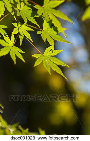 Green maple leaves View Large Photo Image Stock Photo - Green maple leaves. Fotosearch