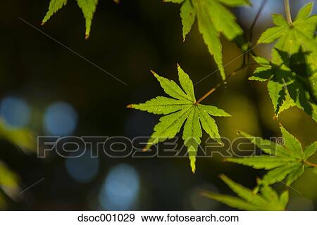 Green maple leaves View Large Photo Image Stock Photo - Green maple leaves. Fotosearch