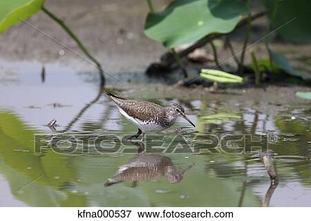 Green Sandpiper View Large Photo Image Stock Photo - Green Sandpiper. Fotosearch