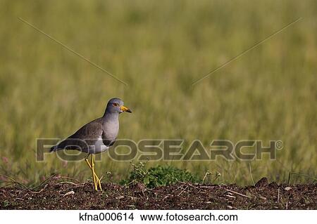 Grey-Headed Lapwing View Large Photo Image Picture - Grey-Headed Lapwing. Fotosearch