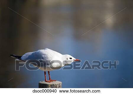 Gull View Large Photo Image Stock Image - Gull. Fotosearch
