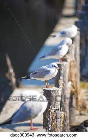 Gulls View Large Photo Image Stock Image - Gulls. Fotosearch