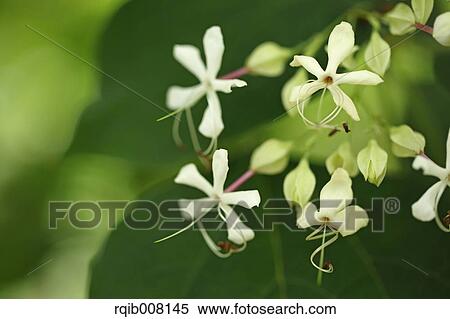 Stock Photography - Harlequin Glorybower. Fotosearch