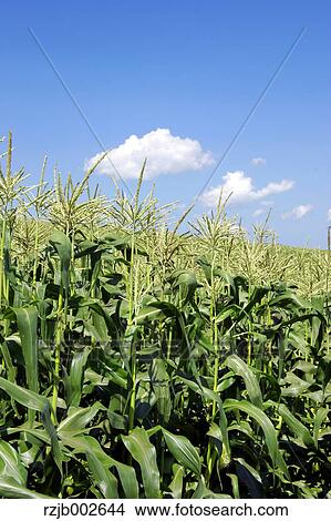 Picture - Hokkaido, Japan. Fotosearch