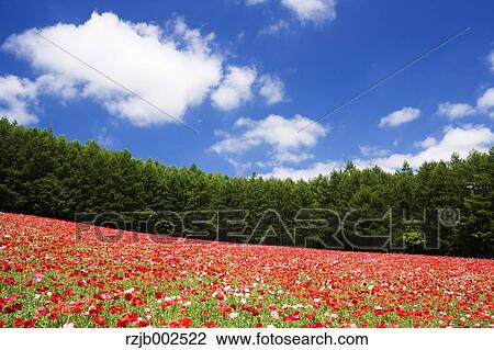 Hokkaido, Japan View Large Photo Image Stock Image - Hokkaido, Japan. Fotosearch