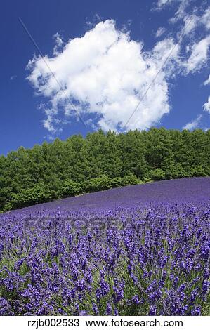 Hokkaido, Japan View Large Photo Image Stock Image - Hokkaido, Japan. Fotosearch